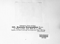 Sphaerulina oxyacanthae image